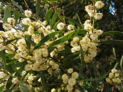 Wattle