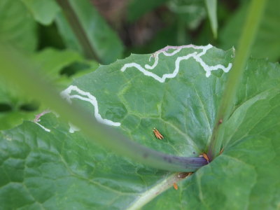 Leaf of thistle