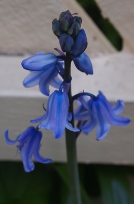 Bluebell