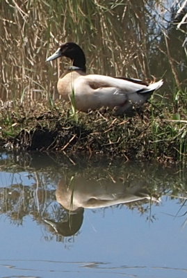 A duck on Skeleton Creek.