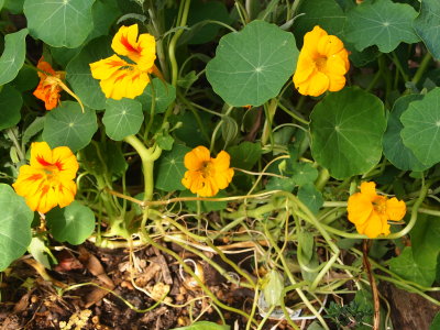 Nasturtiums