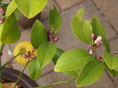 Compact lemon tree.