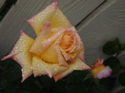 The Peace rose.