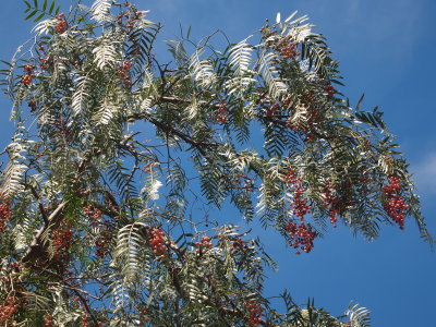 Peppercorn tree