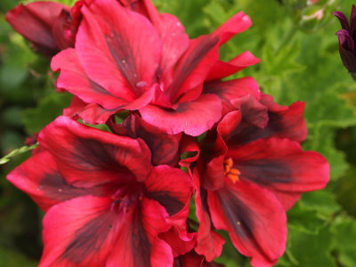 New pelargonium