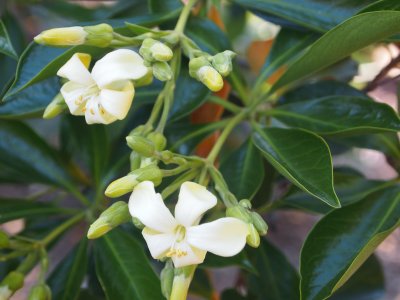 Native Frangipani