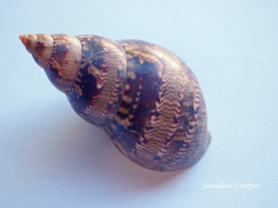 A shell.