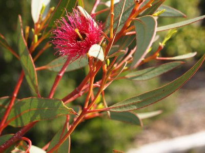 Flowering gum