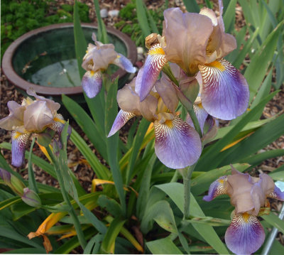 Iris.