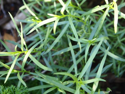 French Tarragon