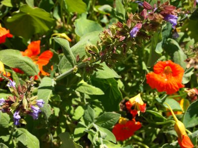 Nasturtiums and Sage