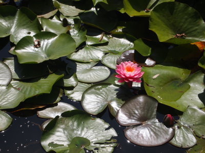 The lakes and lotus flowers at Blue Lotus water gardens.