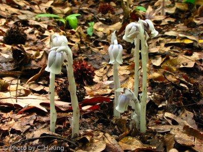 Indian Pipes or Corpse Plant
