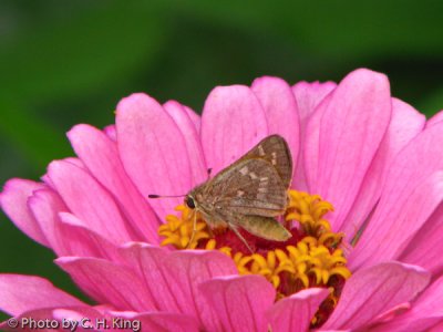 Skipper - Confused Cloudywing?