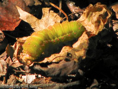 Luna Moth Caterpillar