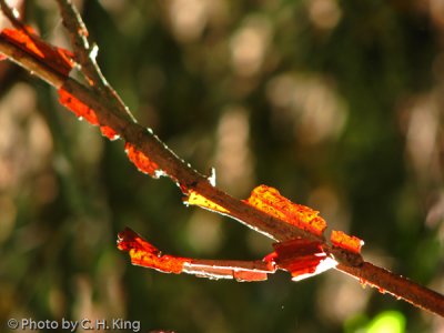 Sunlight on a dead branch.