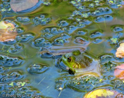 Green Frog