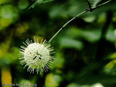 Buttonbush Flower