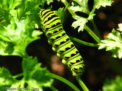 Black Swallow-Tail Caterpillar