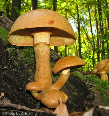 Jack-O-Lantern Mushroom