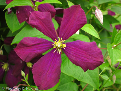 Clematis Flower