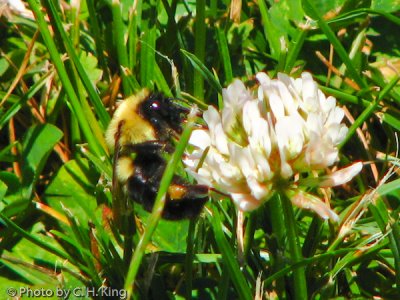 Bumble Bee on White Clover