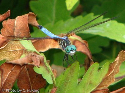 Dragon Fly - Blue Dasher