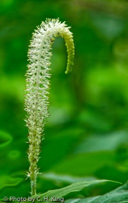 Lizard's Tail