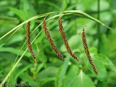 Grass Plant (Name Unknown)