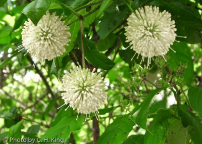 Buttonbush Flowers