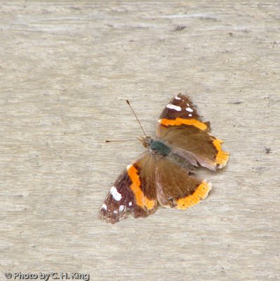 Red Admiral Butterfly