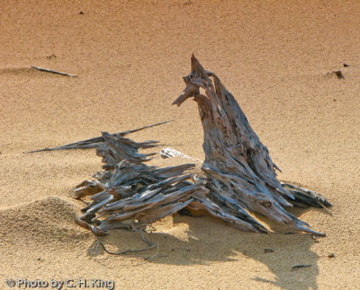 Drift Wood II