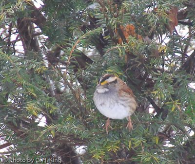 White Throated Sparrow