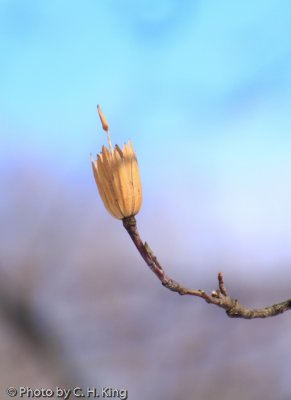 Tulip Poplar Cone