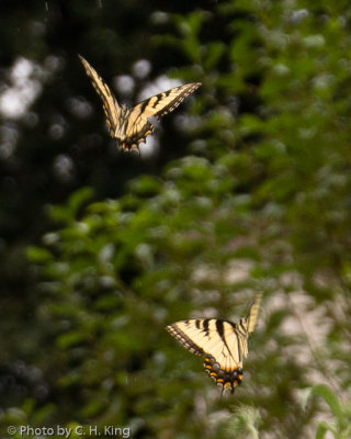 Tiger Swallowtail Butterflies, Mating Dance 