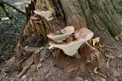 Mushrooms on an Old Stump