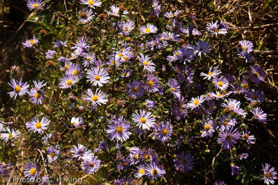 New York Asters