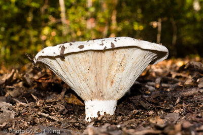 Fleecy Milkcap Mushroom