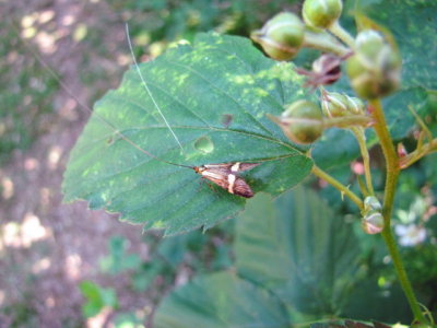 Geelbandlangsprietmot/Longhorn Moth.