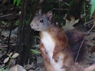 Eekhoorn/Red Squirrel.