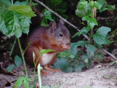 Eekhoorn/Red Squirrel.