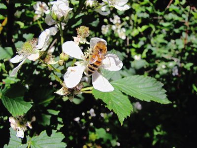 Honingbij/Western honey bee.
