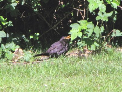 Merel/Common Blackbird.