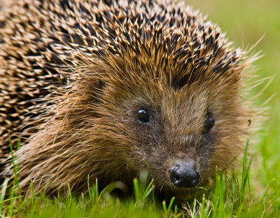 Hedgehog