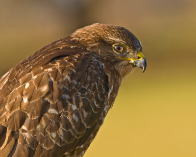 Buizerd kopportret 2