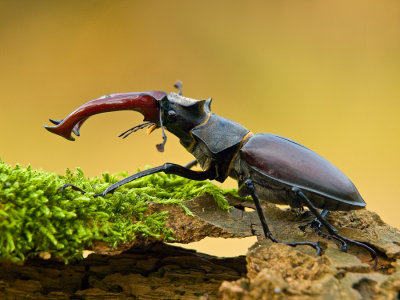 Stag Beetle