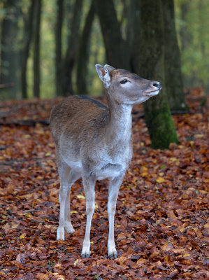 Fallow Deer