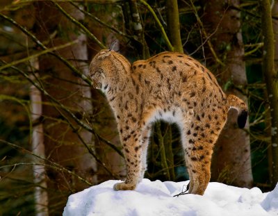 Lynx uitrekkend