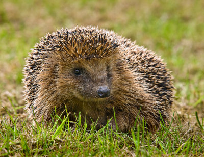 Egel in de tuin