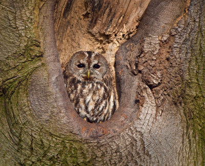 Tawny Owl